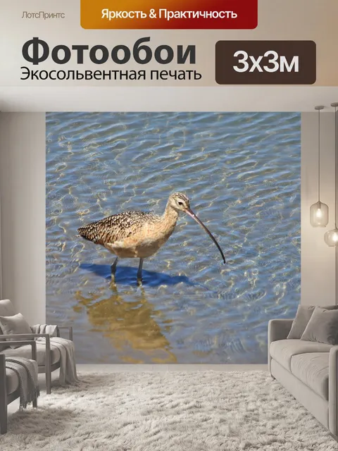 Фотообои Керлью болотных на мели