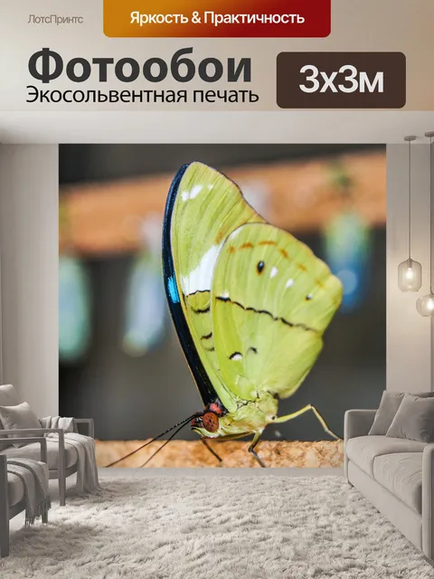 Фотообои Бабочка