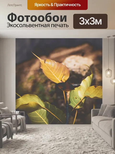 Фотообои Бо