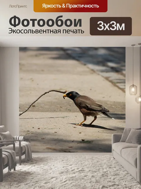 Фотообои Птица