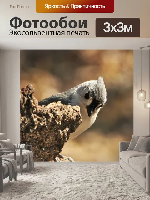 Фотообои Хохлатая синица крупным планом 4