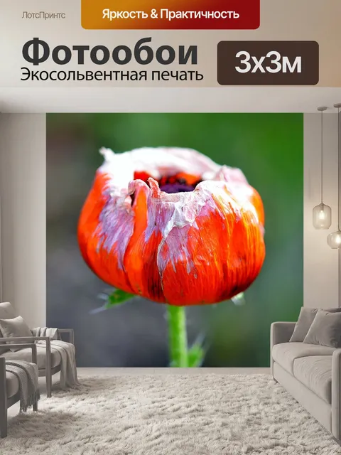 Фотообои Тюльпан