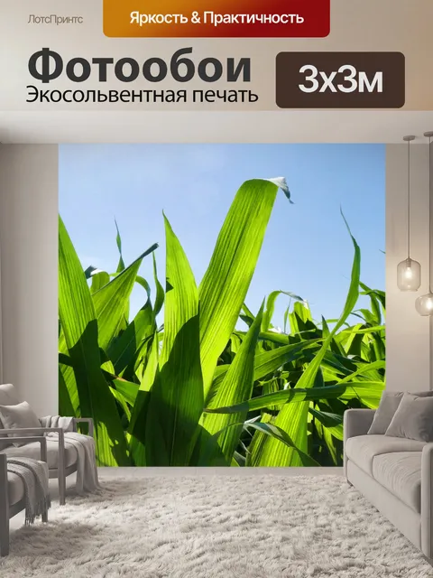 Фотообои Зеленые кукурузные стебли