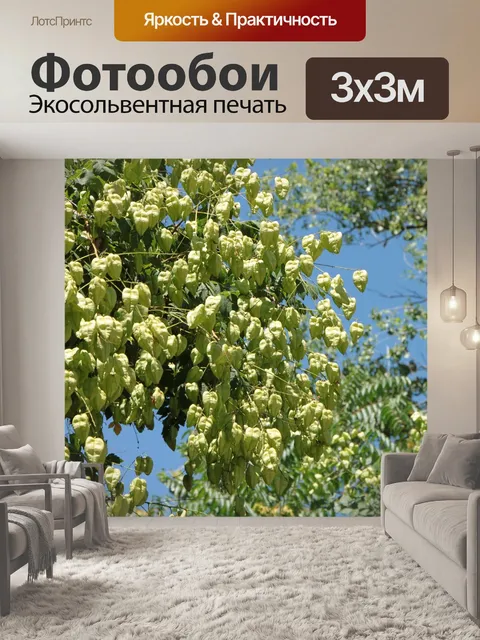 Фотообои Фрукты