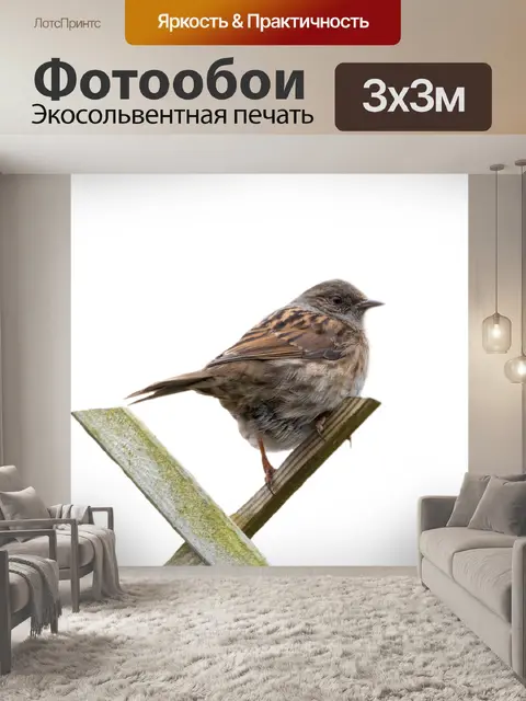 Фотообои Деревенский воробей Прохожий montanus