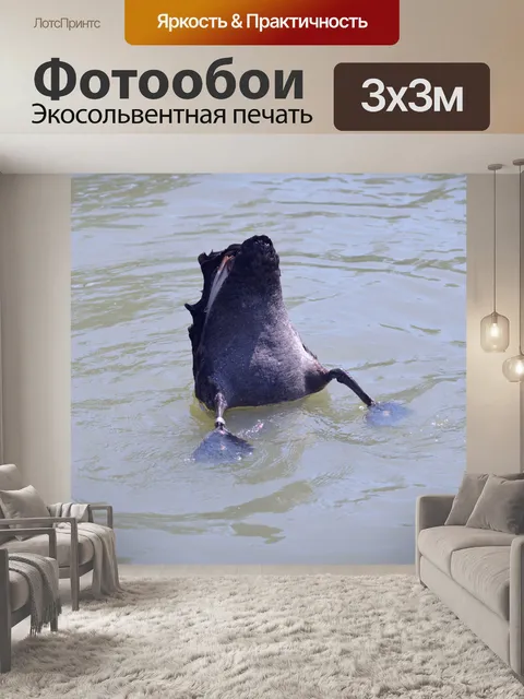 Фотообои Австралийские черного лебедя с ног на го