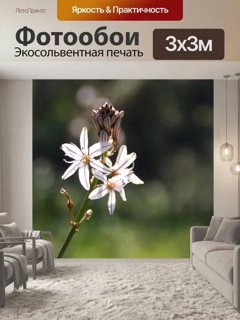 Фотообои Асфодель цветы против солнечного света