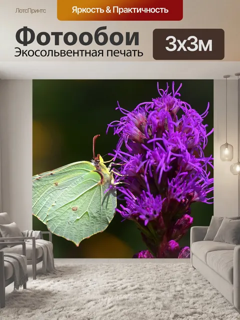 Фотообои Сера бабочка
