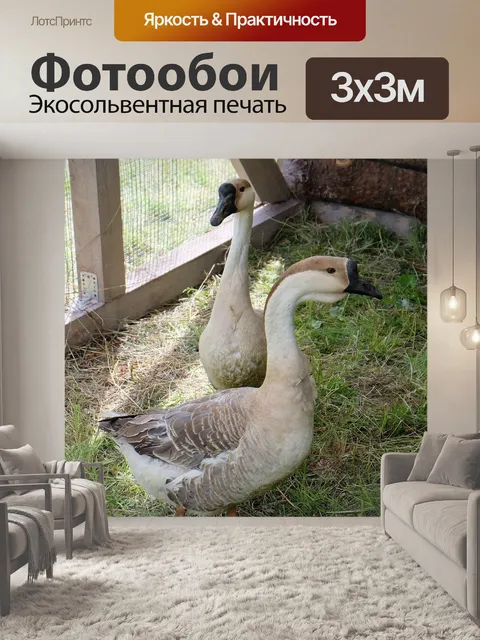 Фотообои Птицы