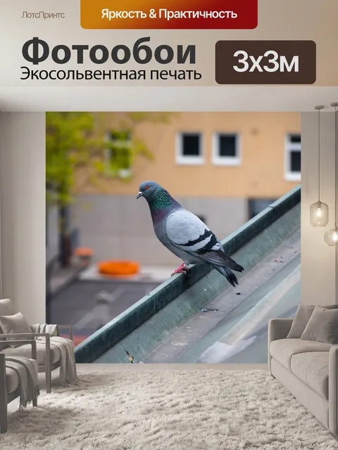 Фотообои Голубь