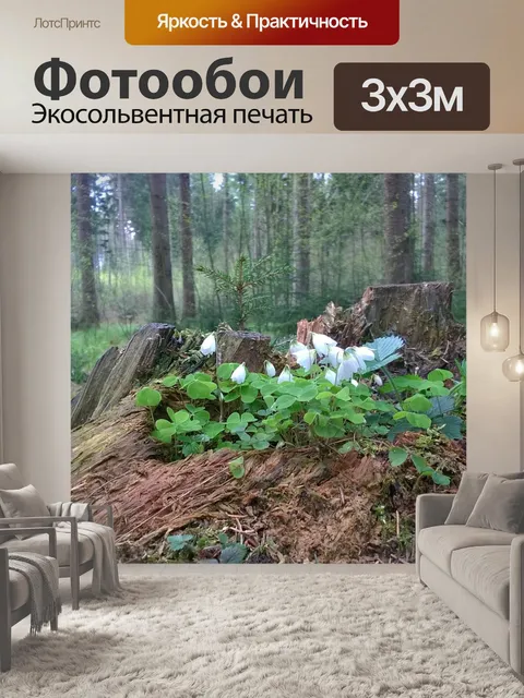 Фотообои Древесные анемоны