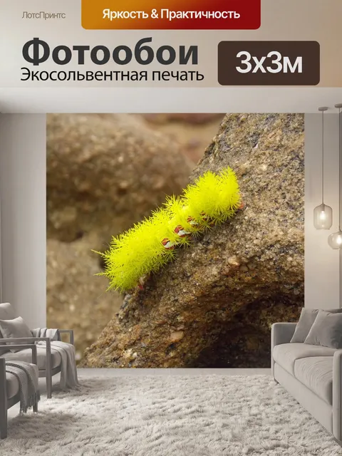 Фотообои Губка