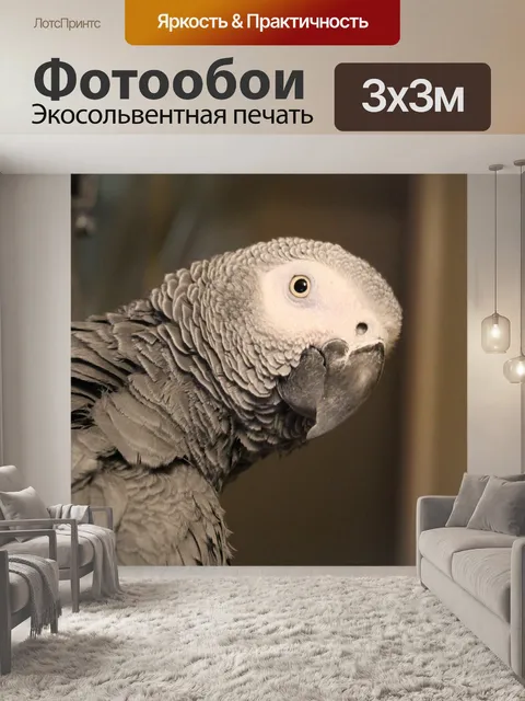 Фотообои Африканский серый попугай