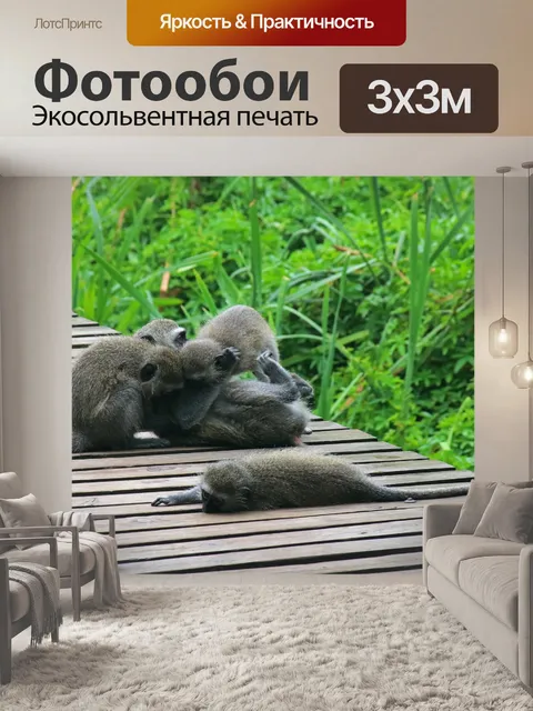 Фотообои Обезьяны Вервет