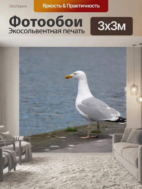 Фотообои Чайка 3