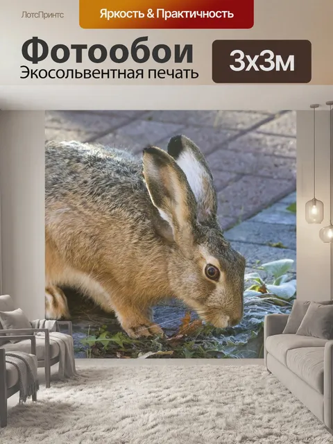 Фотообои Кролик