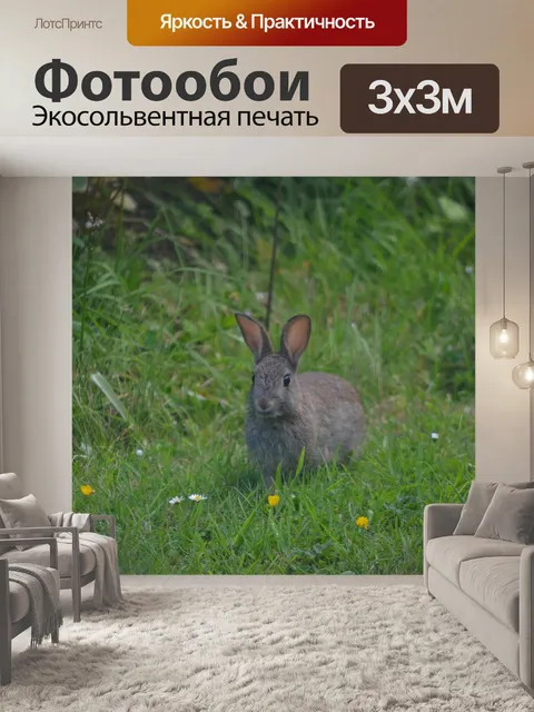 Фотообои Кролик
