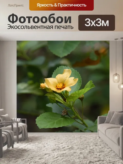 Фотообои Желтый цветок Блум Гавайи