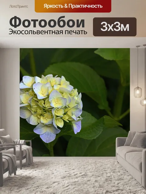 Фотообои цветок гортензии с голубыми оттенками