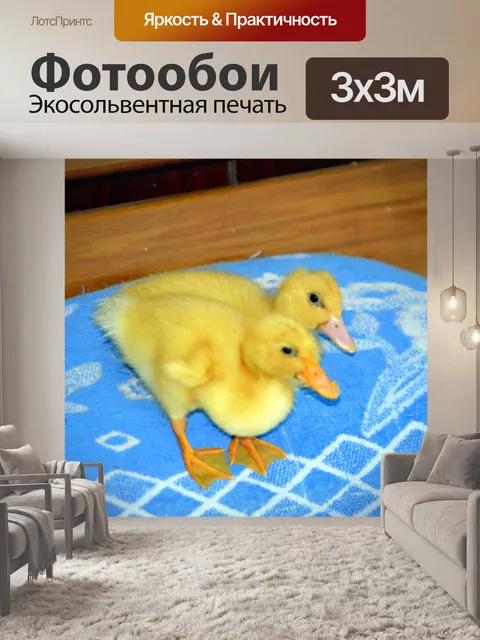 Фотообои Утята