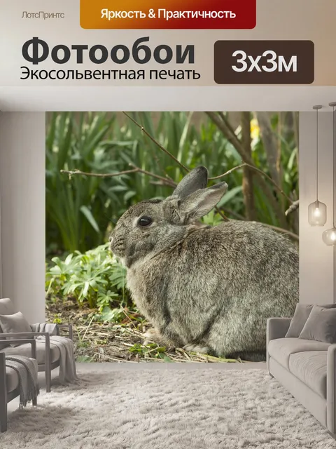 Фотообои Кролик