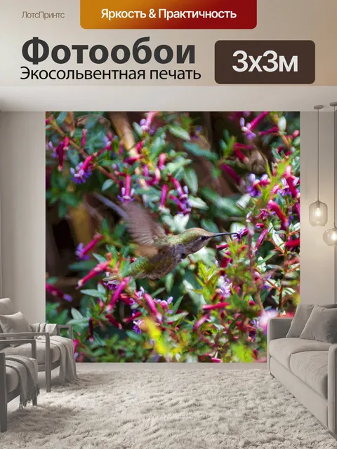 Фотообои колибри