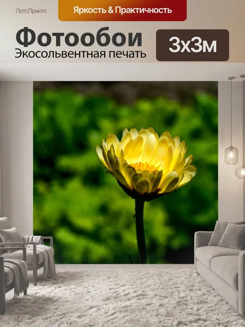 Фотообои Ноготки