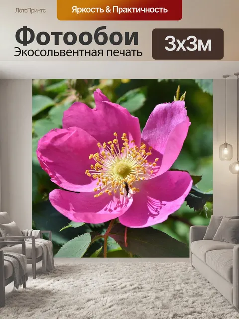 Фотообои Анемон