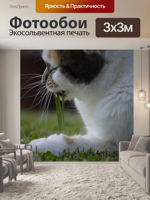 Фотообои Перекус