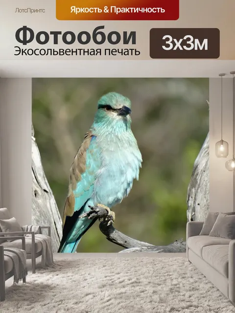 Фотообои Птицы