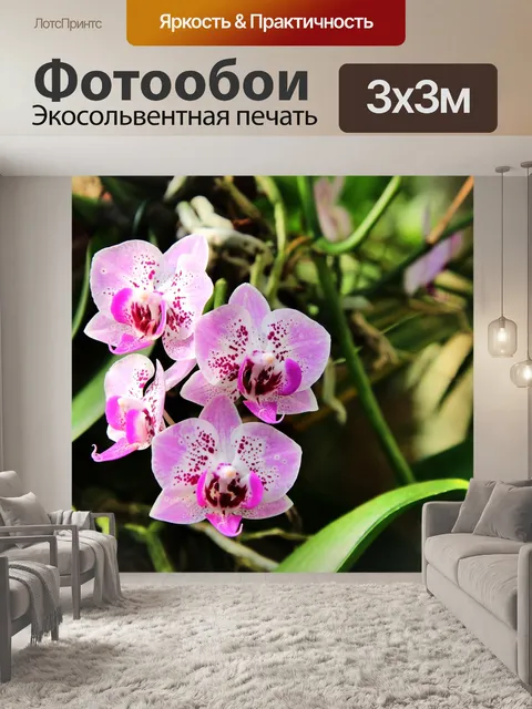 Фотообои Орхидеи