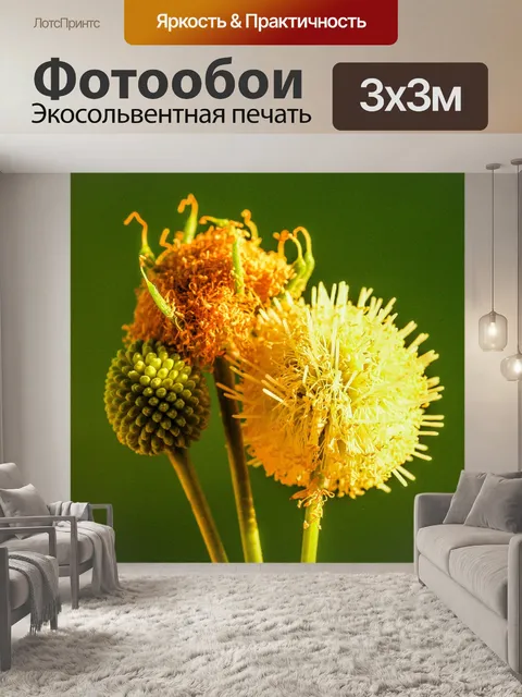 Фотообои Зеленое семя Белый цветок попинака