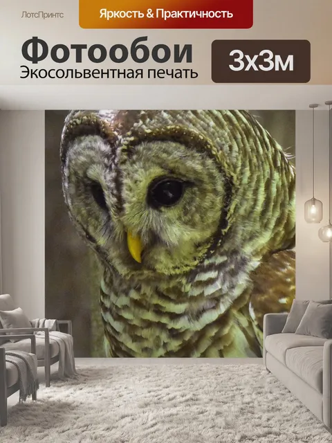 Фотообои Пёстрая сова