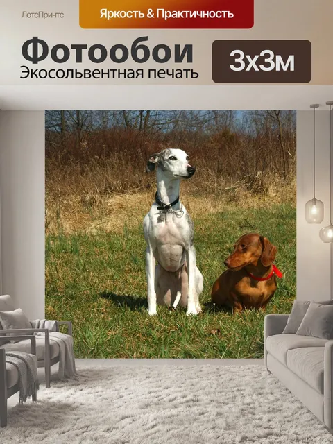 Фотообои Гончая