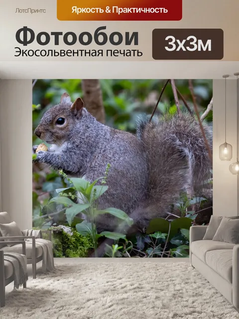 Фотообои Белка