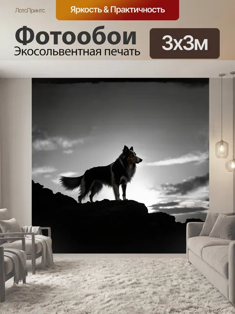 Фотообои на фоне заката колли, стоящий на утёсе, внимательно следит за горизонтом