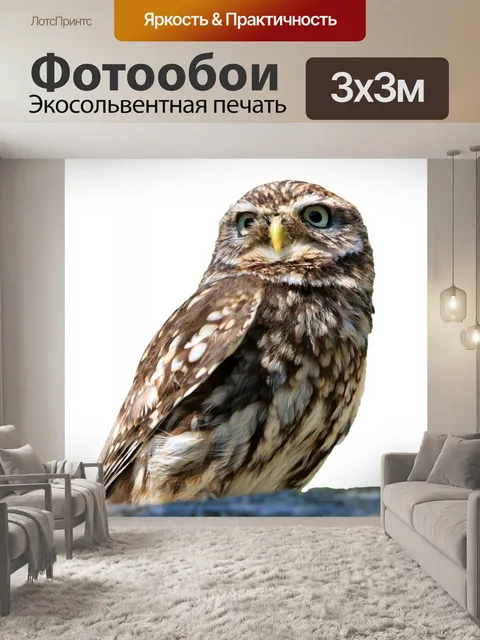 Фотообои Сова, изолированных на белом