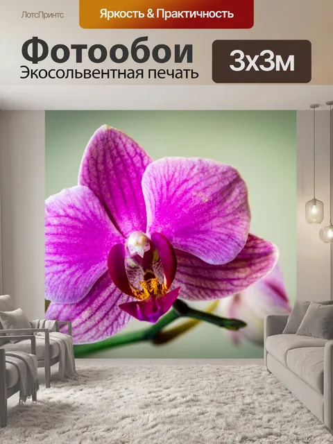 Фотообои Орхидея