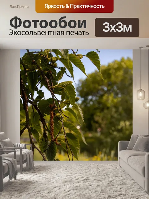 Фотообои Береза