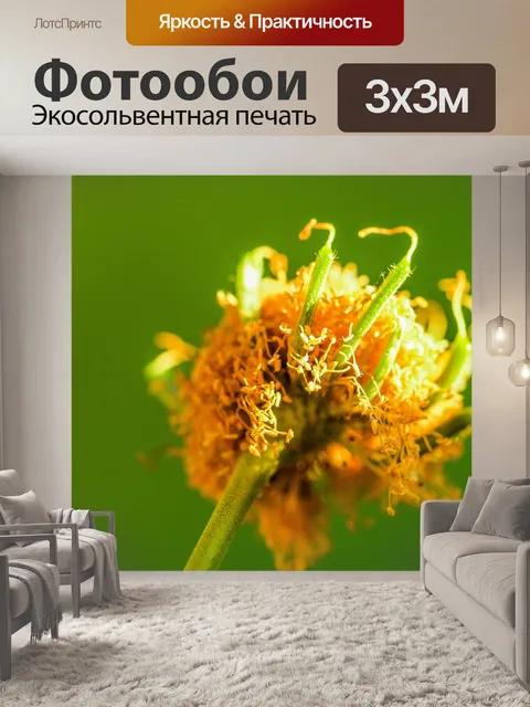 Фотообои Зеленое семя Белый цветок попинака