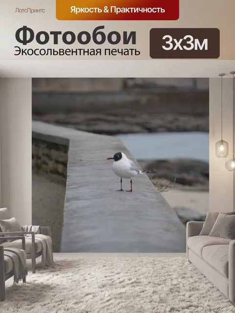 Фотообои Черноголовая чайка на стене