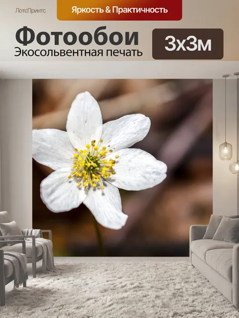 Фотообои Древесные анемоны
