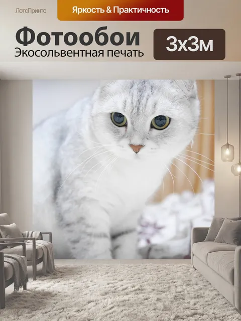 Фотообои Шотландская вислоухая кошка