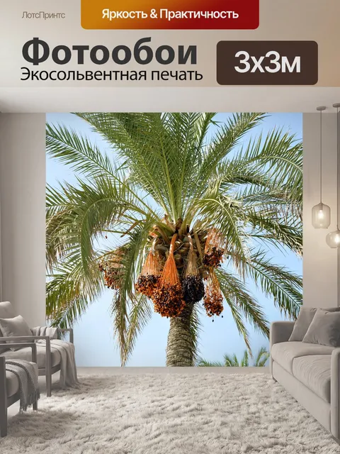 Фотообои Пальма
