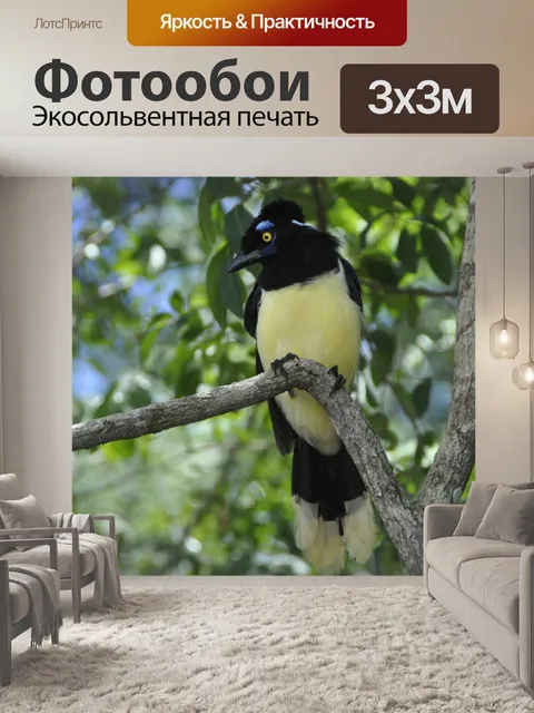 Фотообои Птица