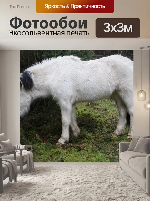 Фотообои Лошадь