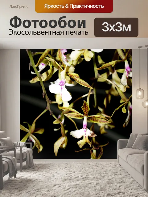 Фотообои Фото цветка орхидеи