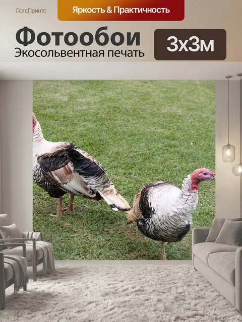 Фотообои Птица