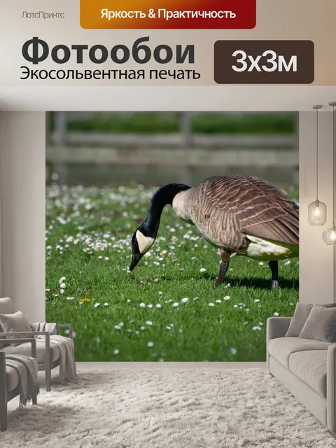 Фотообои Канадский гусь, гусь
