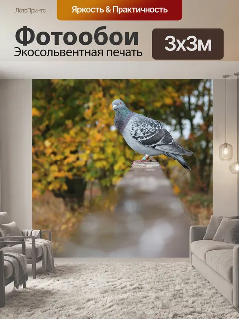 Фотообои Голубь